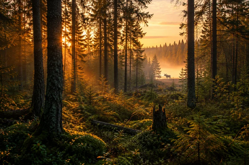 Forest sunrise